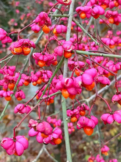 Foto close-up van roze bloemen