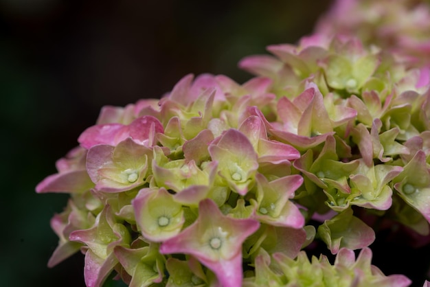 Foto close-up van roze bloemen