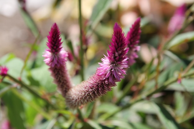 Foto close-up van roze bloemen