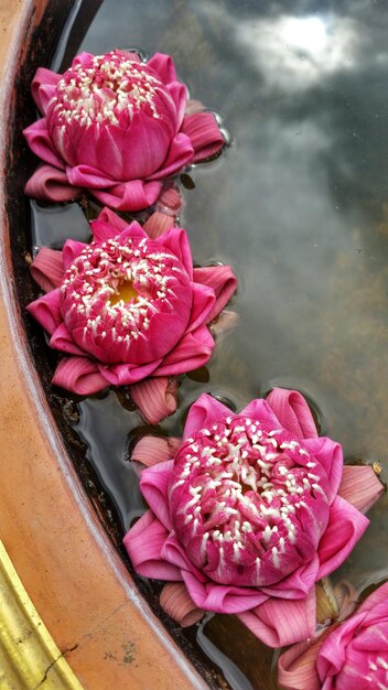 Foto close-up van roze bloemen