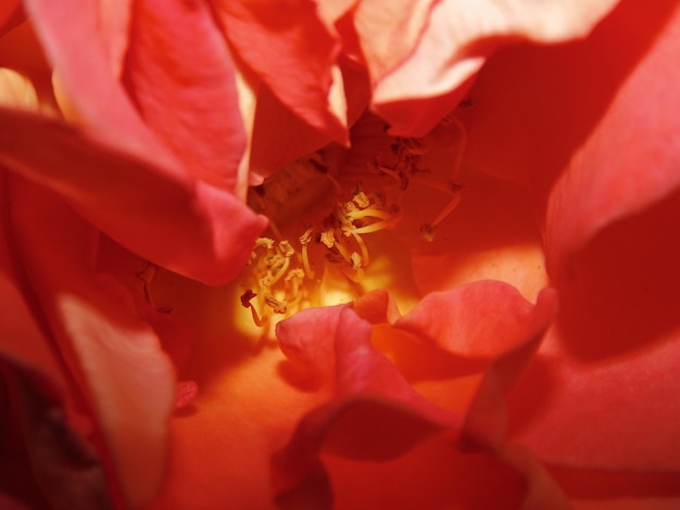 Close-up van roze bloemen