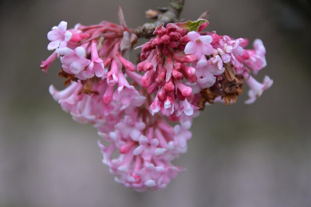 Foto close-up van roze bloemen