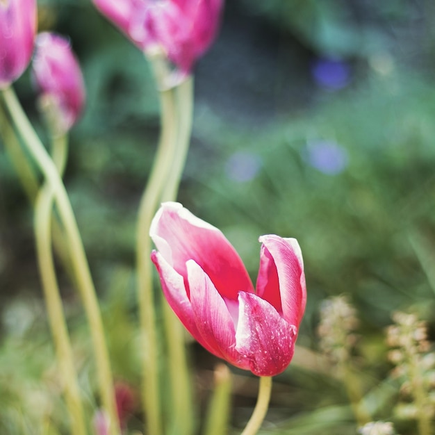 Foto close-up van roze bloemen