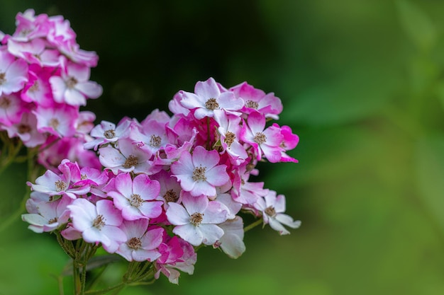 Foto close-up van roze bloemen