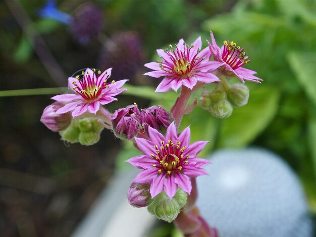 Foto close-up van roze bloemen