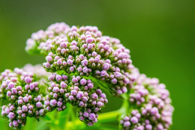 Foto close-up van roze bloemen