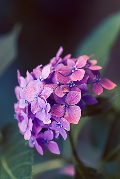 Foto close-up van roze bloemen