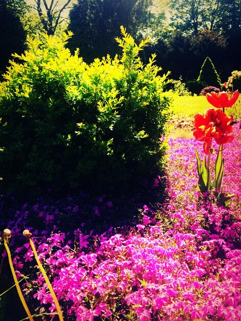 Foto close-up van roze bloemen