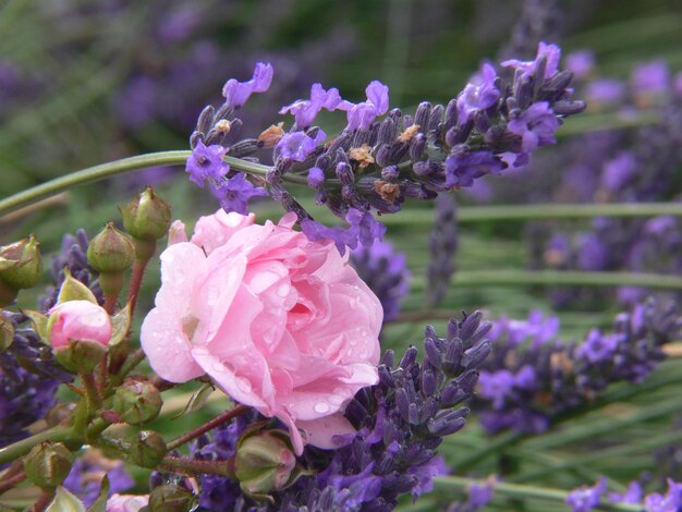 Foto close-up van roze bloemen