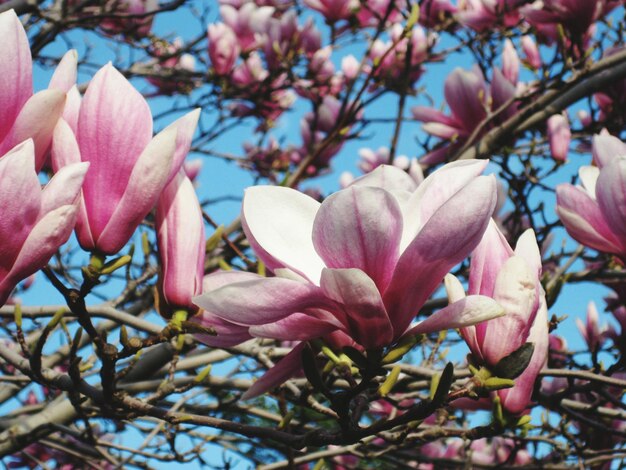 Close-up van roze bloemen