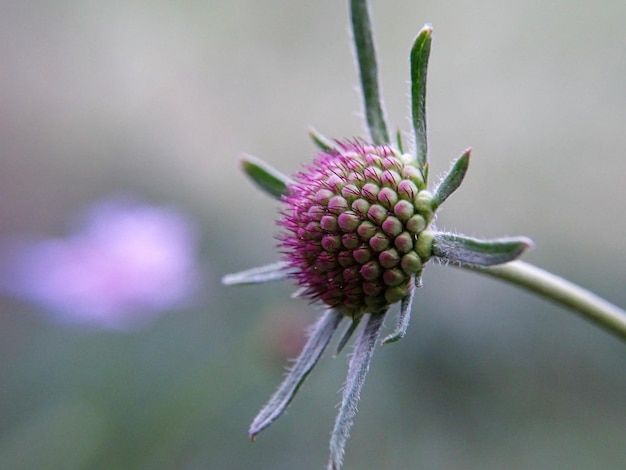 Close-up van roze bloemknoppen die in de buitenlucht groeien