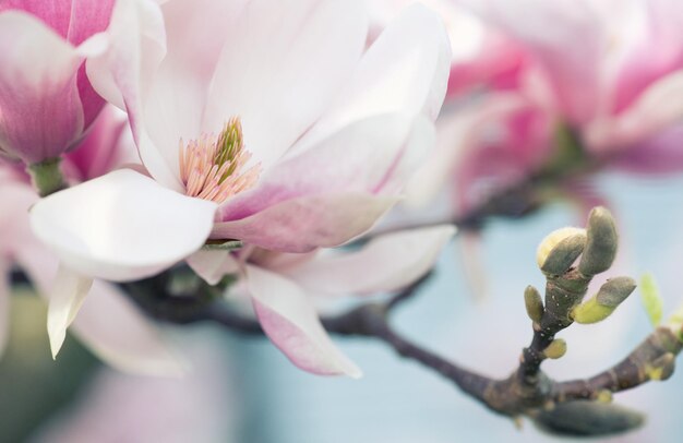 Foto close-up van roze bloemknoppen