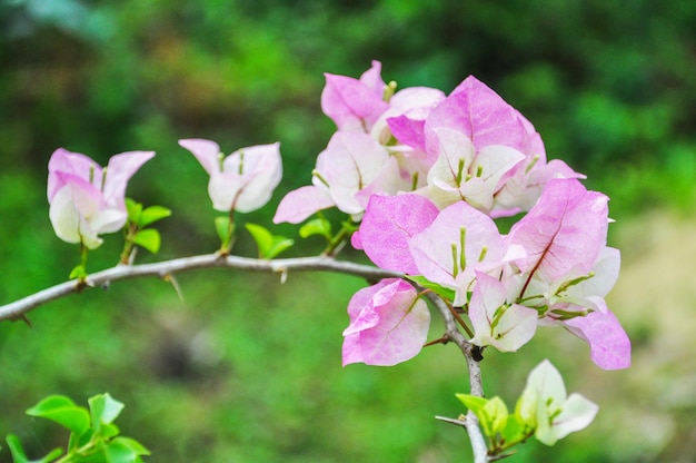 Close-up van roze bougainvillea bloemen die buiten bloeien