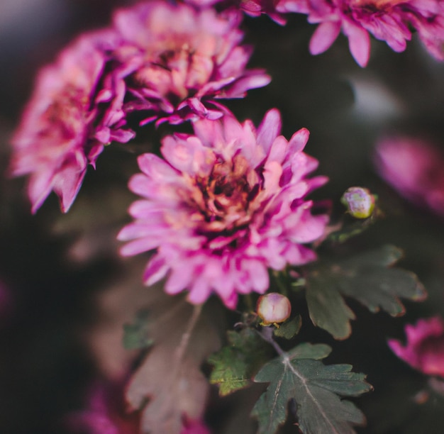 Close up van roze chrysanten met meerdere bloemblaadjes op zwarte achtergrond