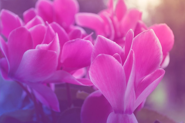 Close-up van roze cyclamen