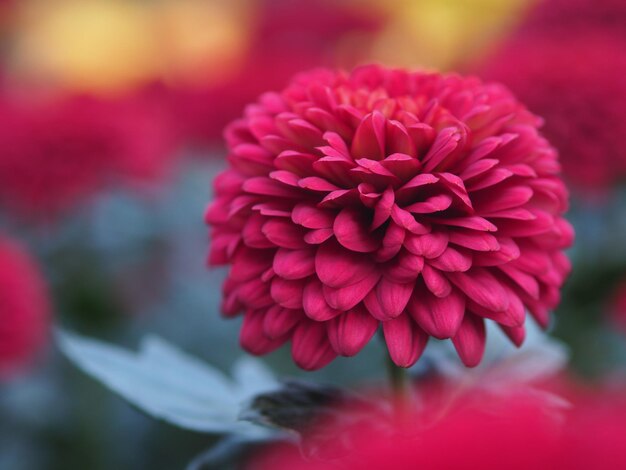 Foto close-up van roze dahlia