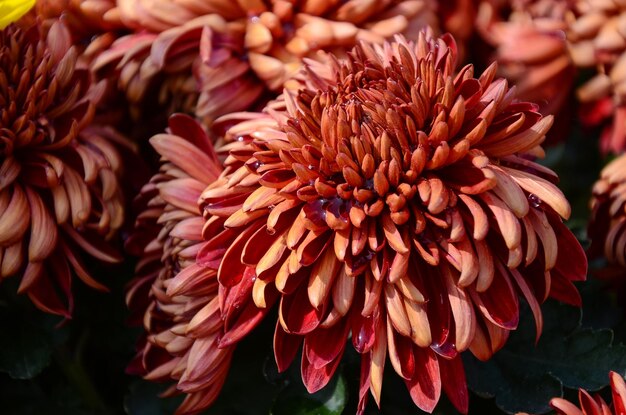 Foto close-up van roze dahlia