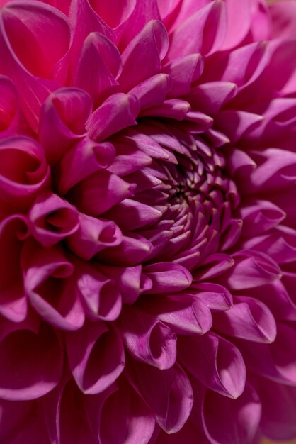 Foto close-up van roze dahlia