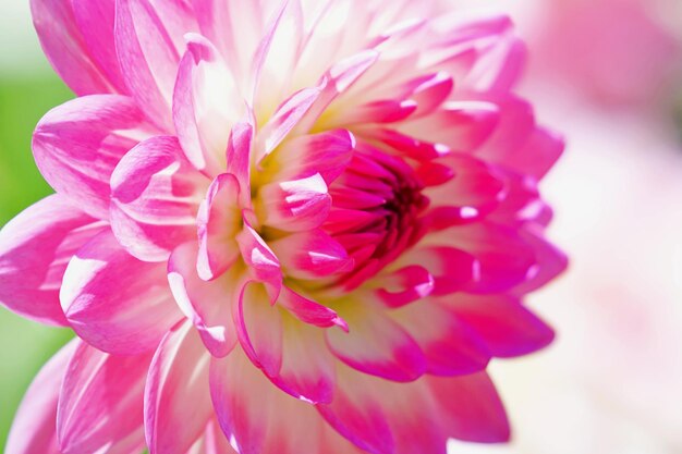 Foto close-up van roze dahlia