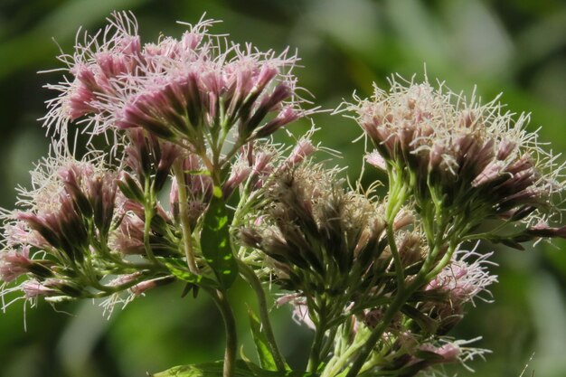 Foto close-up van roze distelbloemen