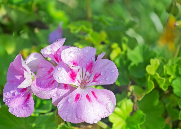 Close up van roze geraniums met waterdruppel