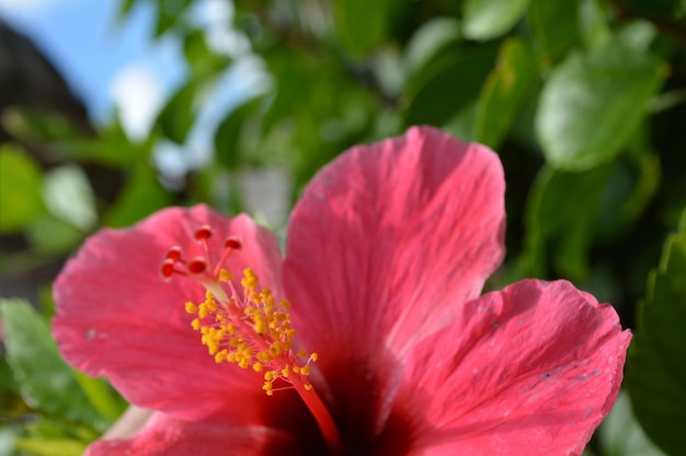 Foto close-up van roze hibiscus die bloeit in de tuin