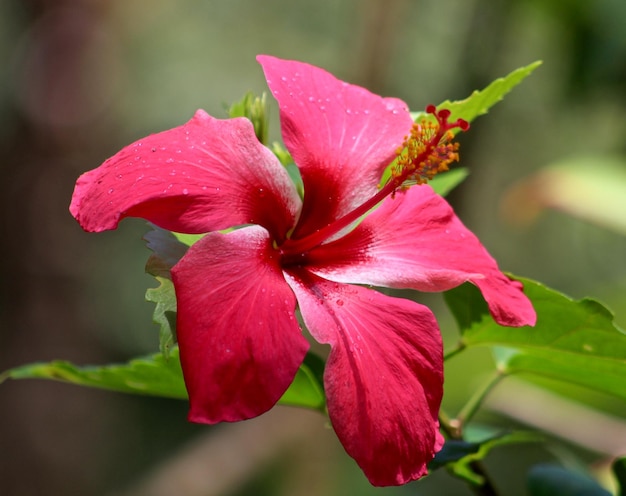 Close-up van roze hibiscus