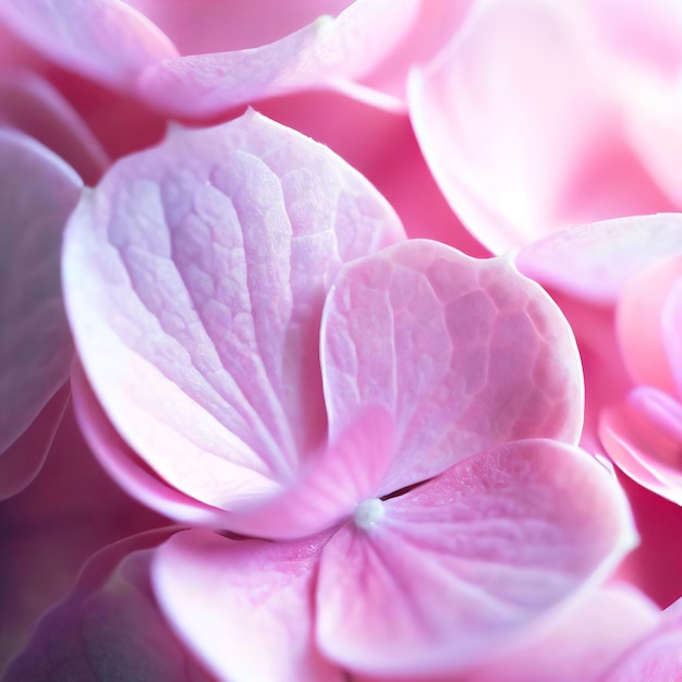 Close-up van roze hortensia