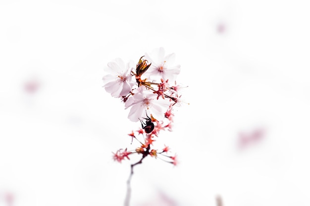 Close-up van roze kersenbloesem op boom