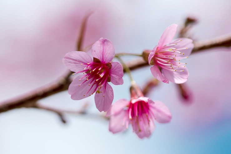 Foto close-up van roze kersenbloesem