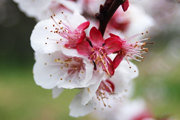 Foto close-up van roze kersenbloesem