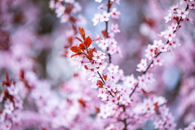 Close-up van roze kersenbloesemboomtakken met bloemblaadje