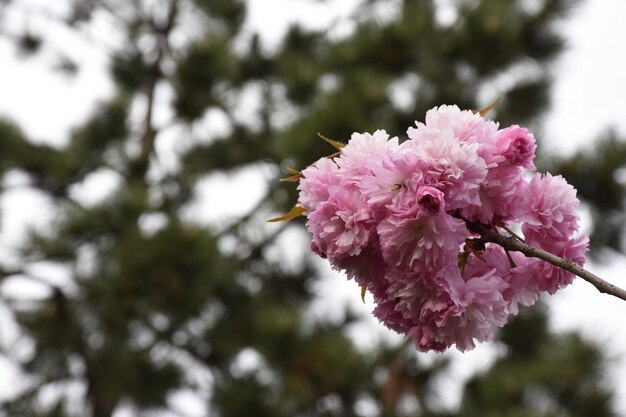 Foto close-up van roze kersenbloesems in de lente