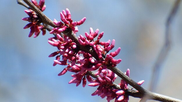Foto close-up van roze kersenbloesems in de lente