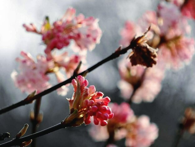 Foto close-up van roze kersenbloesems in de lente