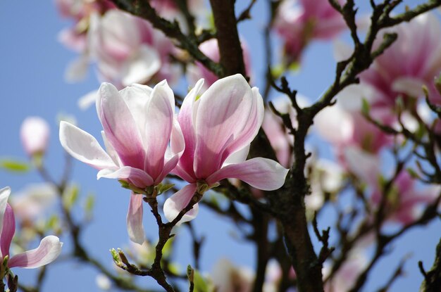 Foto close-up van roze kersenbloesems in de lente