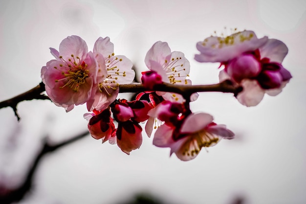 Foto close-up van roze kersenbloesems in de lente