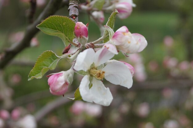 Foto close-up van roze kersenbloesems in de lente