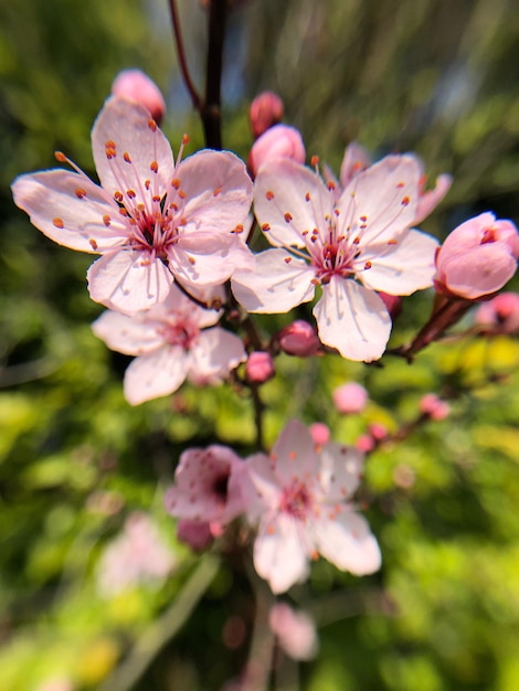 Foto close-up van roze kersenbloesems