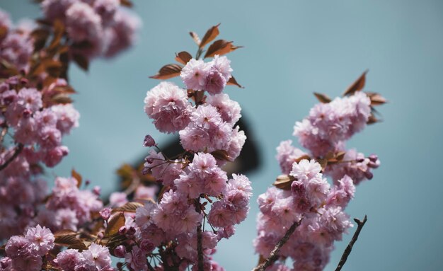 Foto close-up van roze kersenbloesems