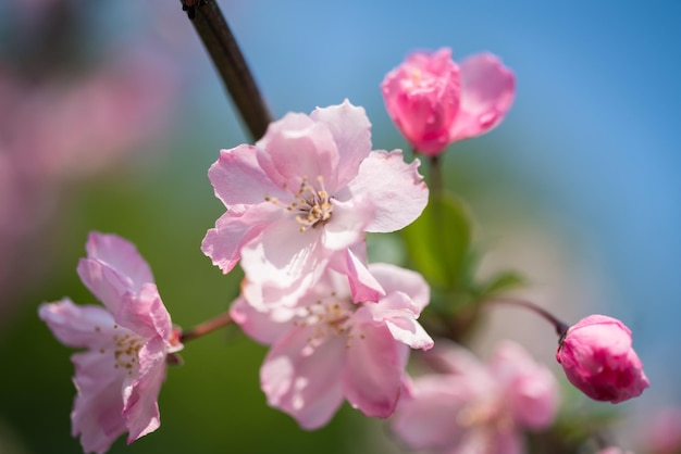 Foto close-up van roze kersenbloesems