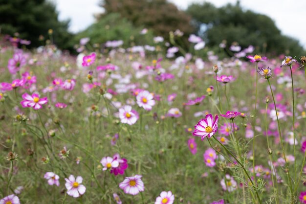 Foto close-up van roze kosmische bloemen op het veld