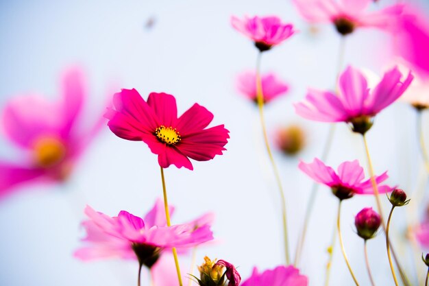 Foto close-up van roze kosmische bloemen