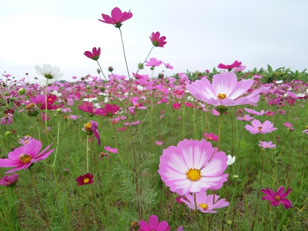 Close-up van roze kosmose bloemen op het veld