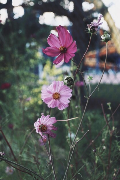 Foto close-up van roze kosmose bloemen