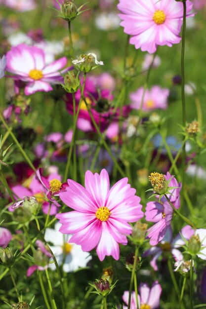 Foto close-up van roze kosmose bloemen