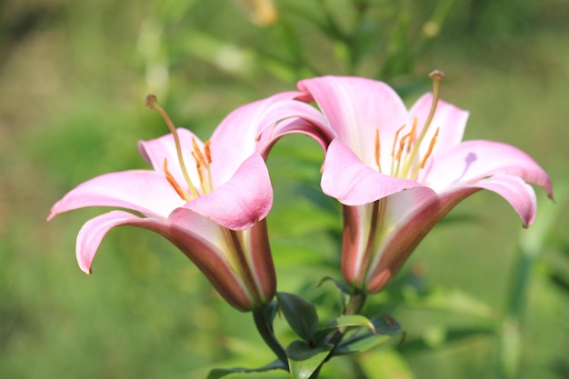 Close-up van roze lelie bloemen