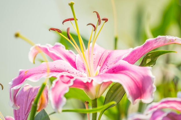 Foto close-up van roze lelie bloemen