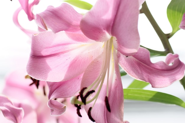 Close-up van roze lelie bloemen