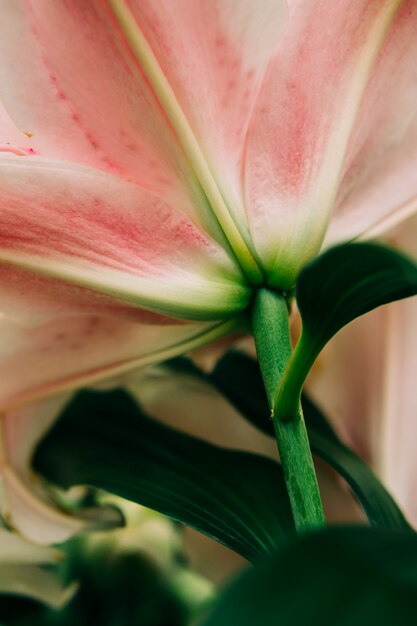 Foto close-up van roze leliebloem